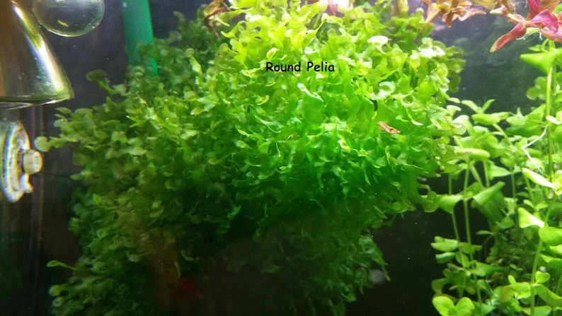 May include: A vibrant green aquatic plant, Round Pelia, is the focal point of this image. The plant has a dense, textured appearance, with small, rounded leaves. The text "Round Pelia" is visible. Other aquatic plants are also visible.