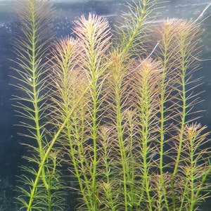 May include: Close-up of aquatic plants with long, slender stems and needle-like leaves. The plants have a vibrant green color with reddish-brown tips, creating a striking contrast. The image is set against a dark background, highlighting the plant's details.