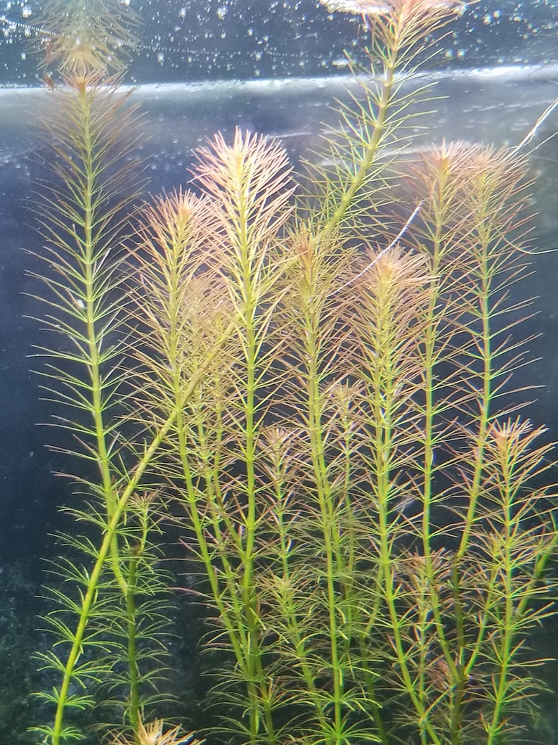 May include: Close-up of aquatic plants with long, slender stems and needle-like leaves. The plants have a vibrant green color with reddish-brown tips, creating a striking contrast. The image is set against a dark background, highlighting the plant's details.