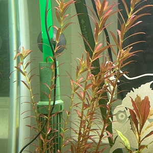 May include: A close-up of a green and red Rotala singapore plant growing in a fish tank. The plant is growing tall and lush, with many leaves. The plant is growing in a clear glass tank, and the water is clear. The plant is a popular choice for aquariums, as it is easy to care for and adds a splash of color to the tank.