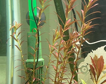 Live Aquarium Plants - Rotala Singapore (Blood Red) 3 cut stems Beginner Fresh water Live plants