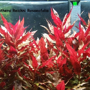 May include: A vibrant image of aquatic plants, featuring the species Altheranthera Reickni Rosaeofolia. The plants display striking red and white foliage, creating a visually appealing contrast. The image is taken in an aquarium setting, showcasing the plants' natural habitat.