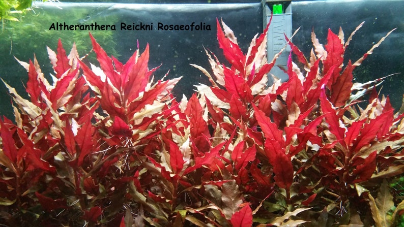 May include: A vibrant image of aquatic plants, featuring the species Altheranthera Reickni Rosaeofolia. The plants display striking red and white foliage, creating a visually appealing contrast. The image is taken in an aquarium setting, showcasing the plants' natural habitat.