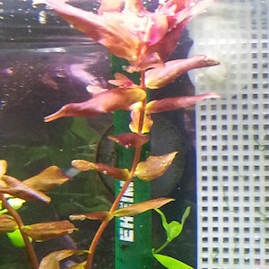 May include: An underwater plant with reddish-brown leaves and stems. The plant has multiple leaves that extend from the stem. The background includes a white grid and a green support structure.