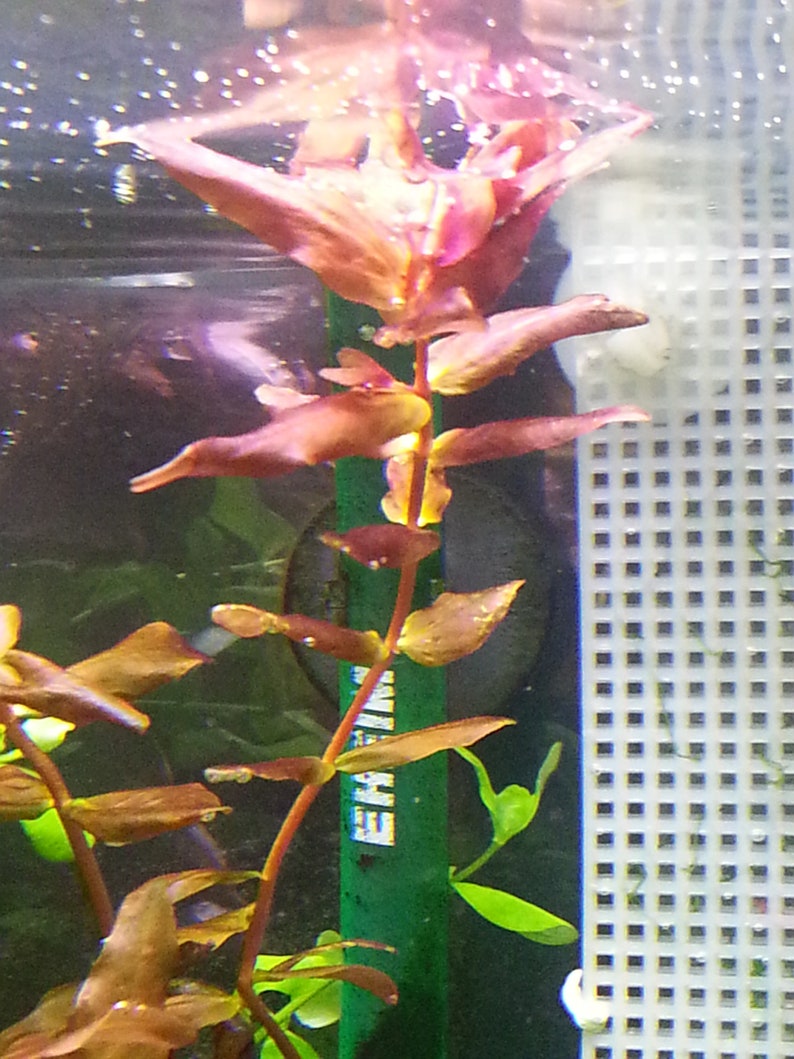 May include: An underwater plant with reddish-brown leaves and stems. The plant has multiple leaves that extend from the stem. The background includes a white grid and a green support structure.