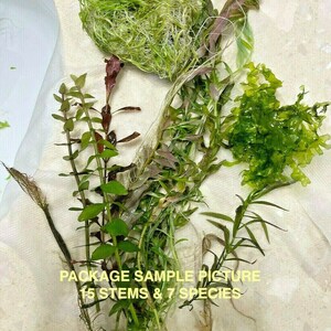 May include: A collection of aquatic plants, including various green and reddish-brown stemmed varieties, with a ball of green moss. The image includes text that reads "PACKAGE SAMPLE PICTURE 15 STEMS & 7 SPECIES."