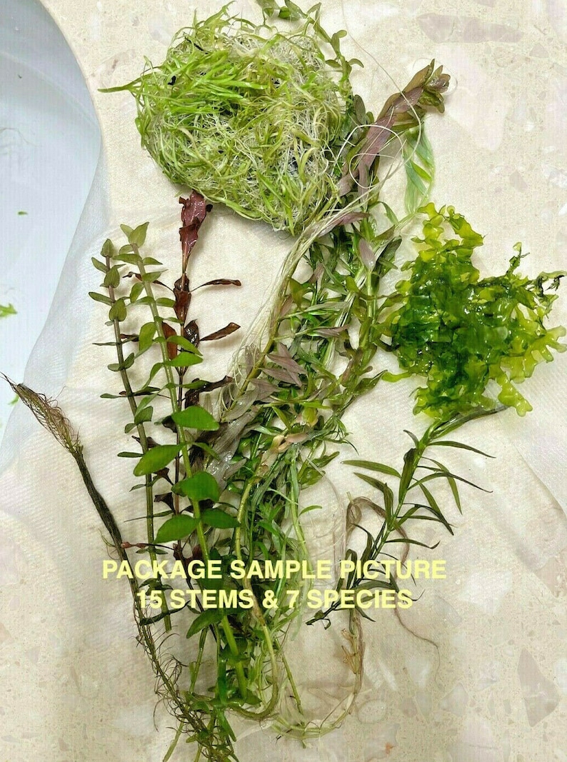 May include: A collection of aquatic plants, including various green and reddish-brown stemmed varieties, with a ball of green moss. The image includes text that reads "PACKAGE SAMPLE PICTURE 15 STEMS & 7 SPECIES."