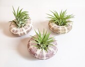 Alfonso with Airplant Jellyfish Christmas Ornament Hanging Gift Ornament Upside Down Tillandsia 25 profit goes to charity