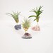 Healing Stone Planter Set of 3 | Live Air Plant | Raw Crystal Air Plant | Housewarming Gift | Crystal Decor | 25% profit goes to charity 