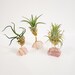 Healing Stone Air Plant Holder | Live Air Plant | Raw Crystal Air Plant | Housewarming Gift | Crystal Decor | 25% profit goes to charity 