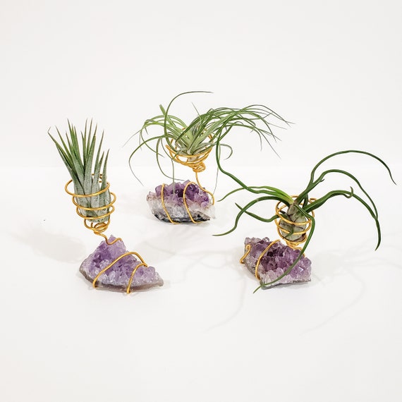 Amethyst Airplant Holder + Airplant (Gold Wire) Amethyst Airplant Holder + Airplant (Gold Wire)