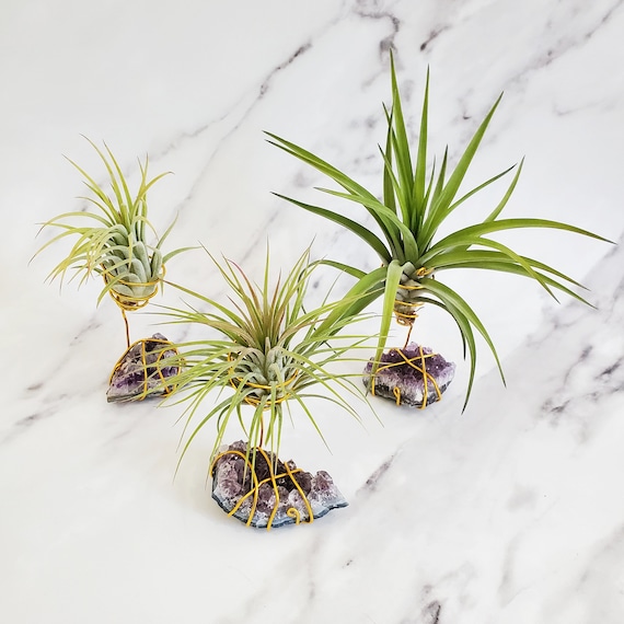 Amethyst Airplant Holder + Airplant (Gold Wire) Amethyst Airplant Holder + Airplant (Gold Wire)
