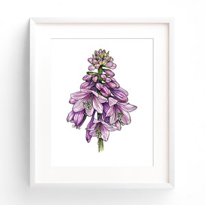 Purple Watercolor Hosta Flower Painting, Purple Floral Botanical Illustration, Purple Flower Wall Art Print Wall Decor