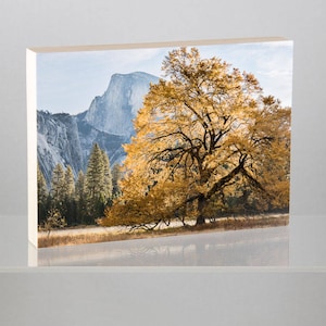 Elm Tree and Half Dome mounted on Wood Board