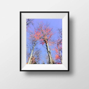 Forest Photography, Instant Download, Digital Art, Nature Photography, Nature Wilderness, Nature Print, Nature Photography, Nature Art