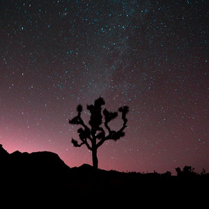 Night Cactus, Joshua Tree, California Canvas, Print, Artwork, Photograph, Landscape Photography, Galaxy