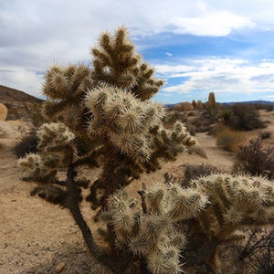 Jumping Cholla Cactus, Joshua Tree California, Canvas, Print, Artwork, Photograph, Nature Photography