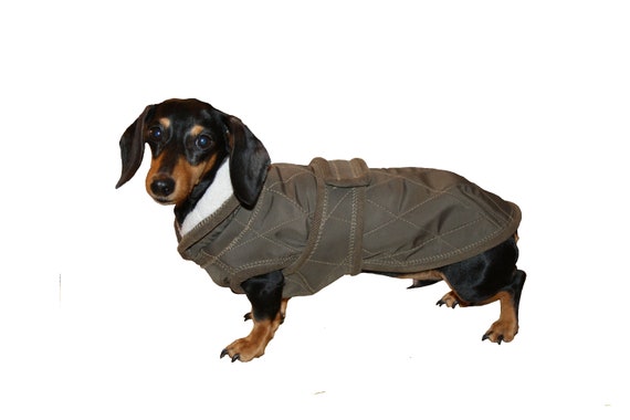 Manteau teckel nain new arrivals