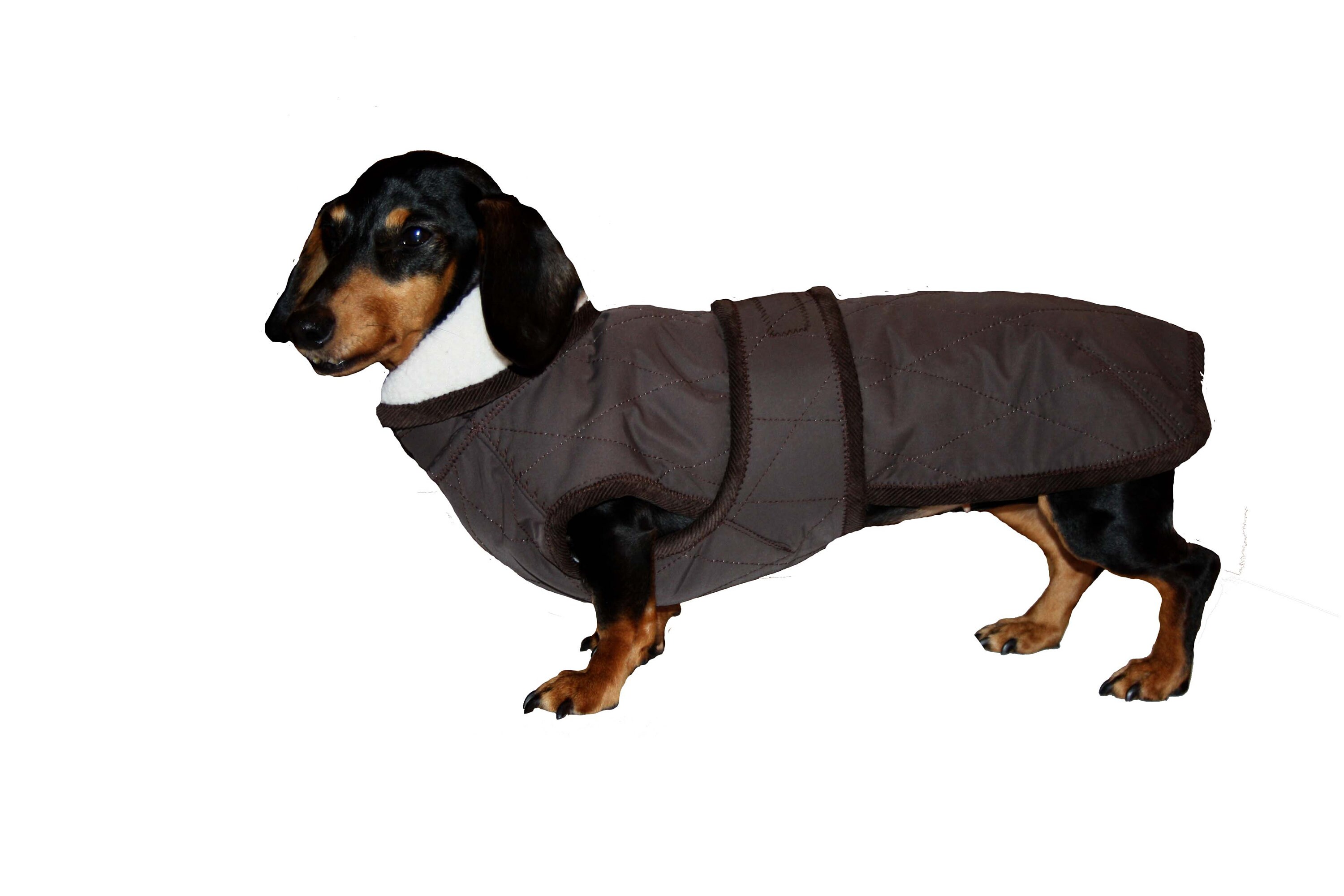 dachshund winter coat
