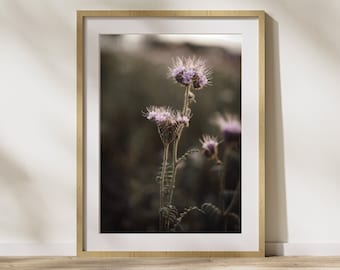 Immagine da parete stampabile Stampa fotografica digitale Poster per la stampa Scarica file immagine Fotografia Fiore Piante viola Pianta Fiore Cartolina floreale