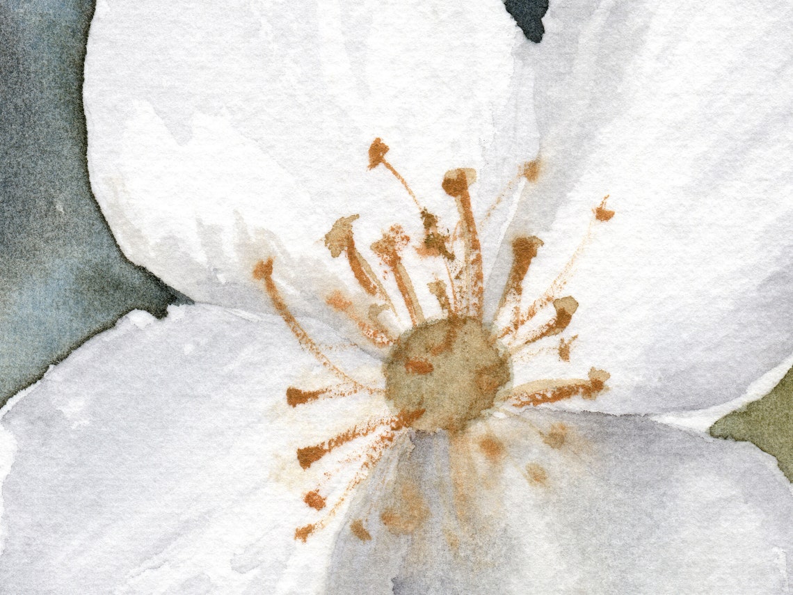 Jasmine Flower Watercolor Set of 2 Prints Floral Large Etsy