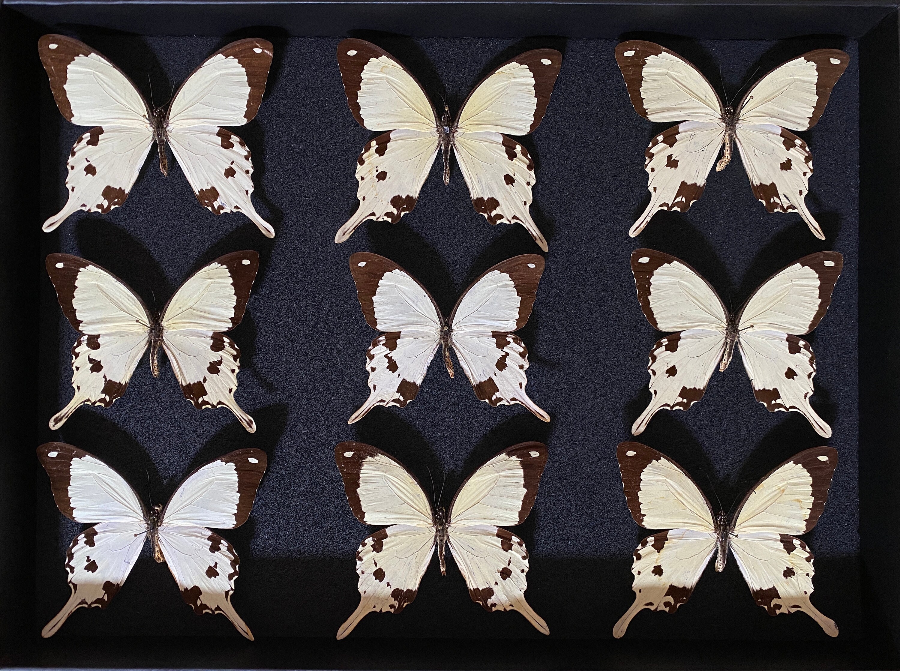 Coffret Déco d'entomologie Vitré avec 9 Papillons Véritables Papilio Dardanus d'afrique Naturalisés 