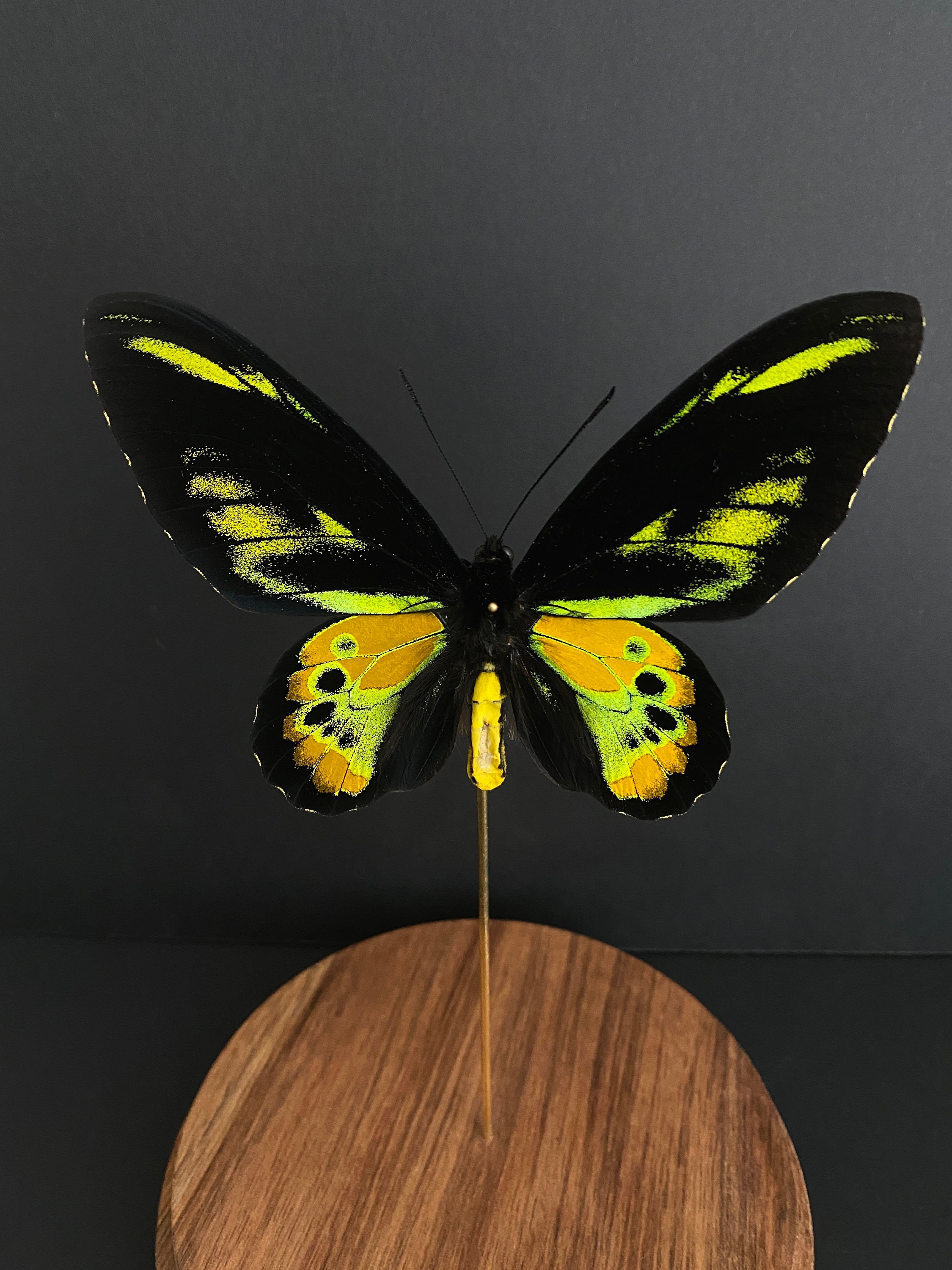 Rare Papillon Exotique Ornithoptera Rothschildi d'indonésie Sous Globe -Cabinet Curiosités-Cloche Ve