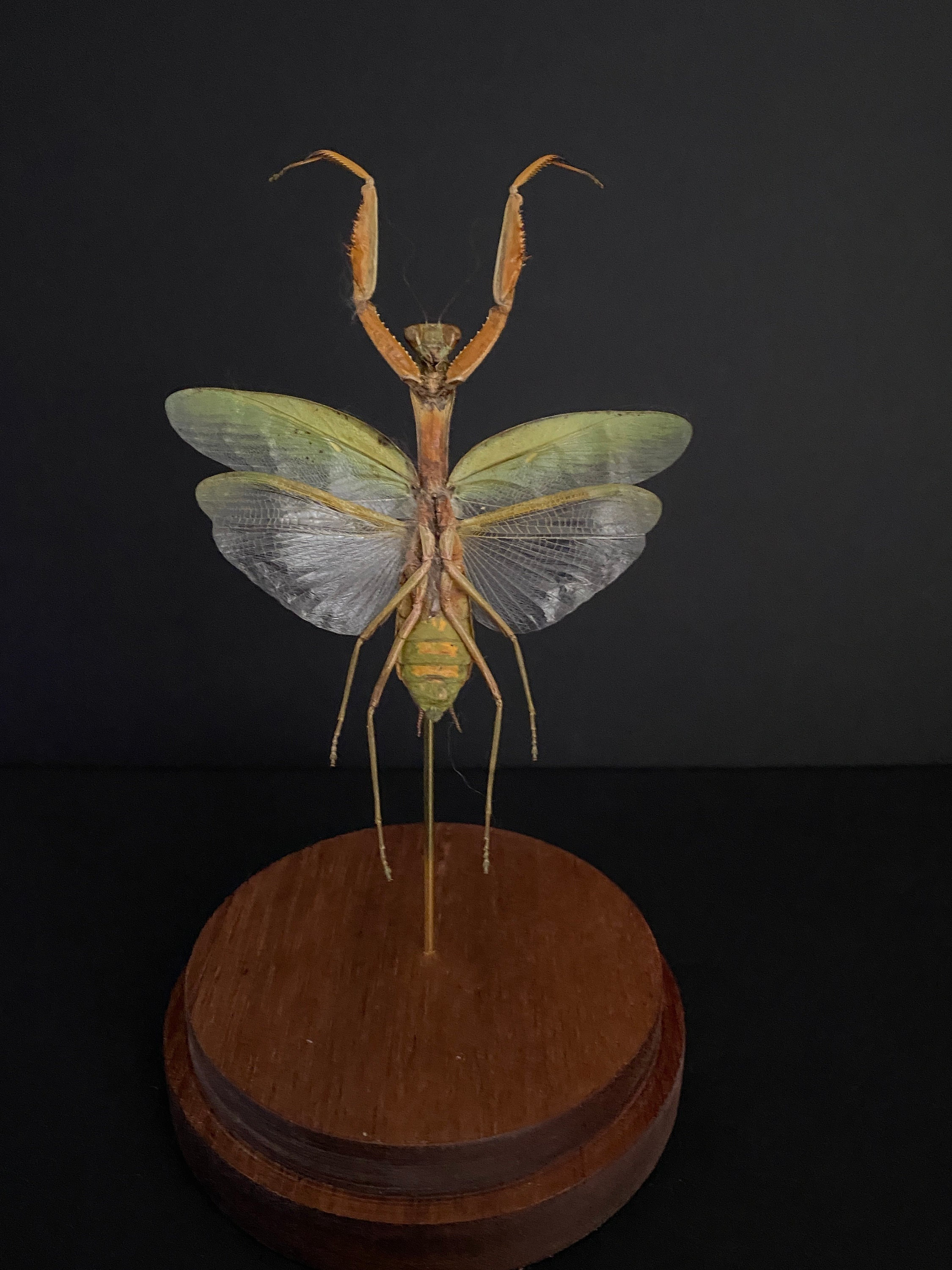 Magnifique Mante Hierodula Venosa Appelée Aussi Ufo Mantis, Sous Globe - Cabinet Curiosités-Cloche-N