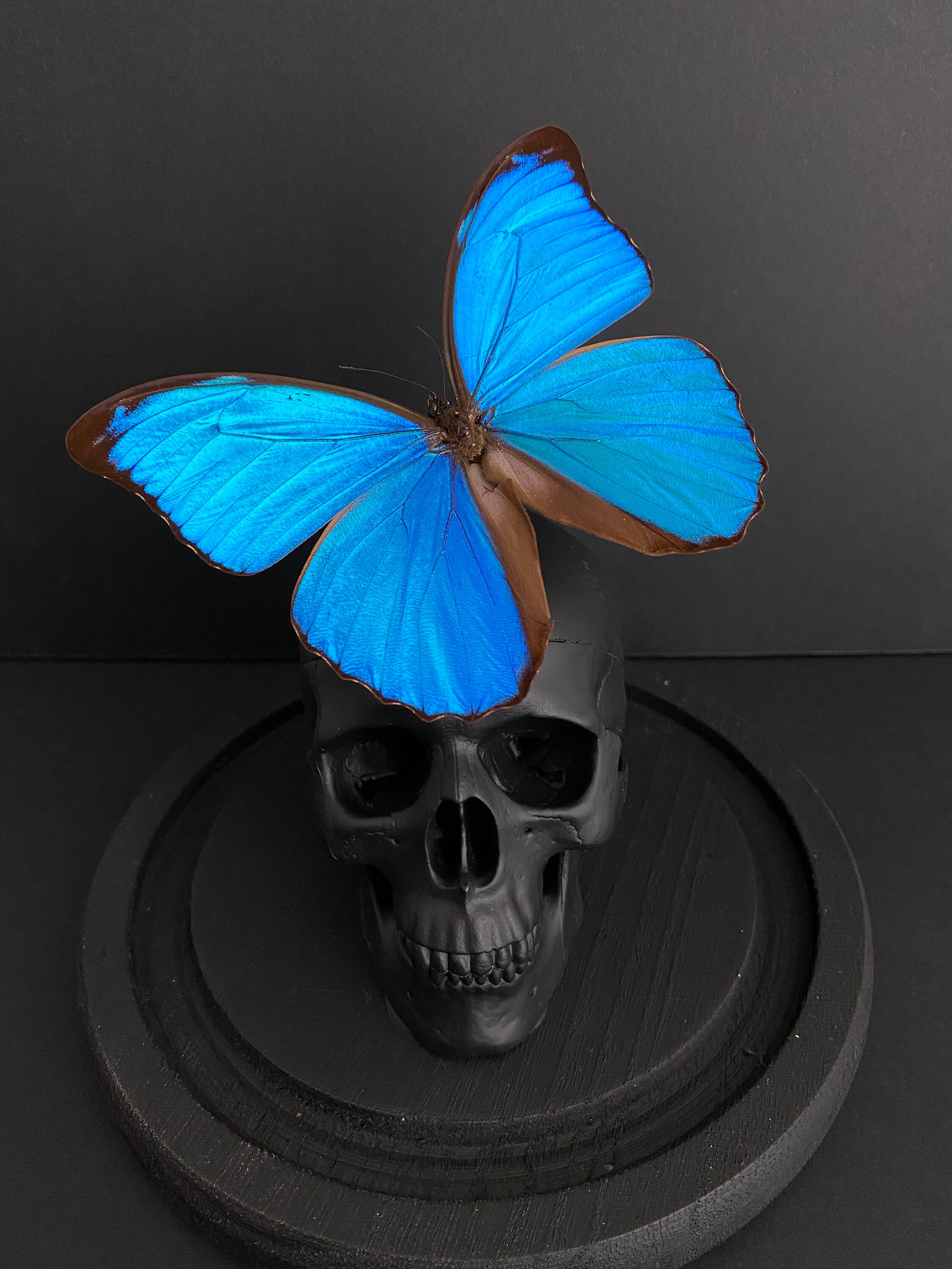 Vanité Crâne Tête de Mort et Morpho Menelaus Guyane Naturalisé Sous Cloche en Verre - Cabinet Curios
