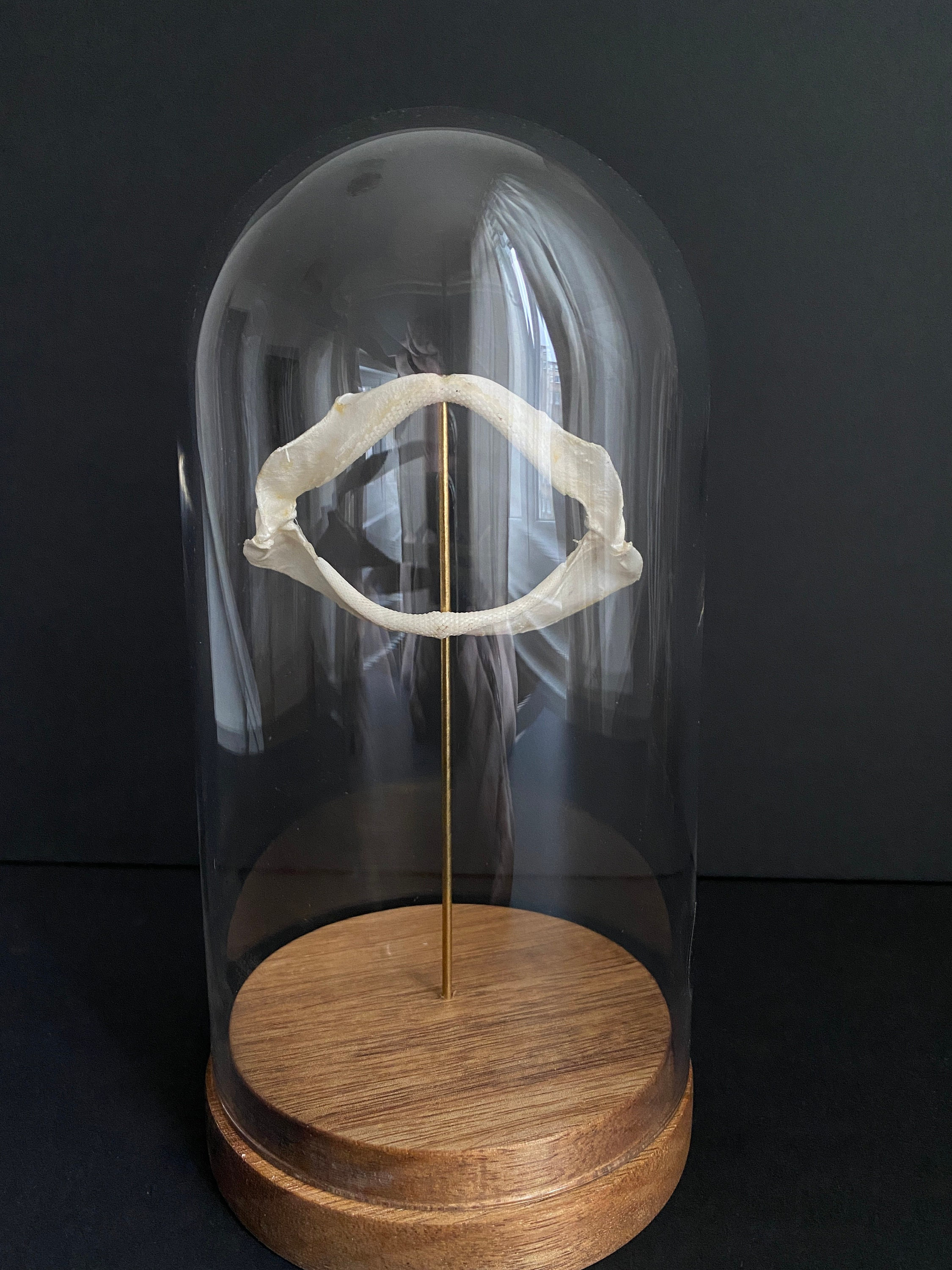 Véritable Mini Mâchoire de Requin - Small Shark Jaws Sous Globe Contemporain-Cabinet Curiosités-Cloc