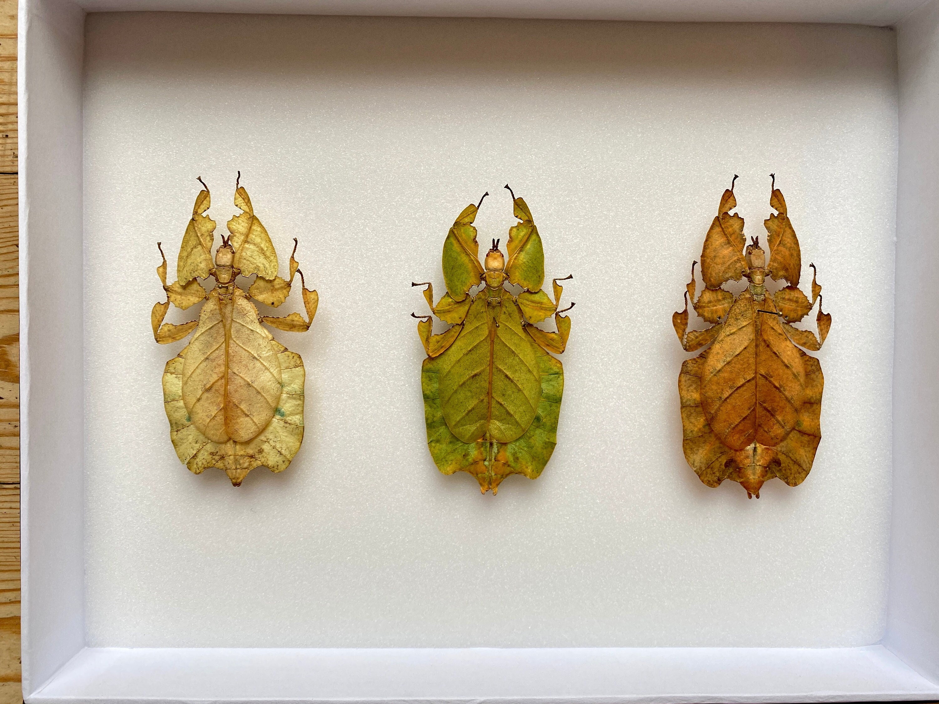 Coffret Entomologie Vitré avec Magnifique Ensemble de 3 Phasmes Feuille Géant Java - Phyllium Biocul