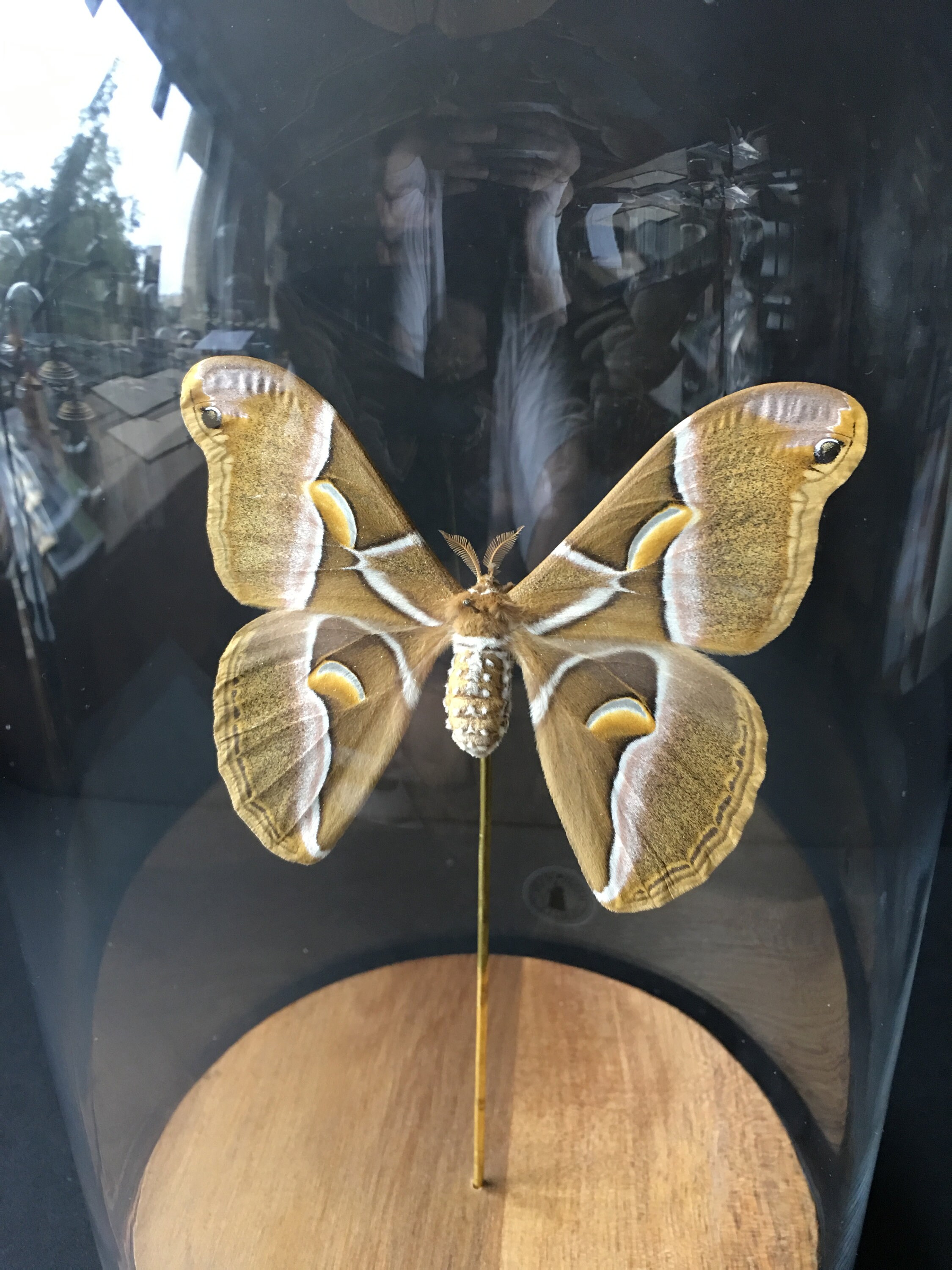 Véritable Papillon Exotique Papilio Samia Cynthia d'asie Sous Globe Contemporain-Cabinet Curiosités-