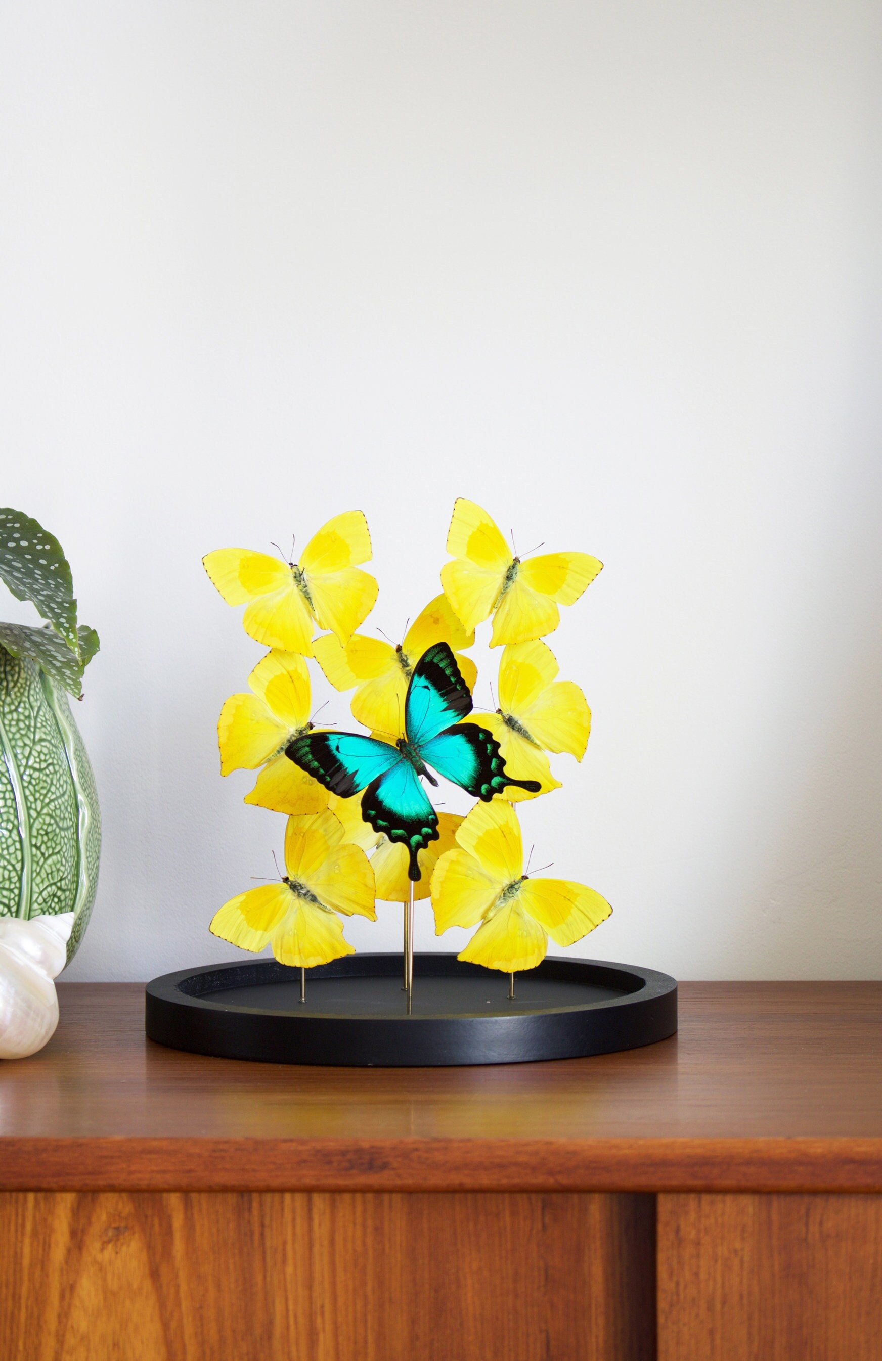 Envol de 9 Papillons Exotiques Lorquinianus Albertisi et Phoebis Rurina Sous Globe Contemporain - Cl