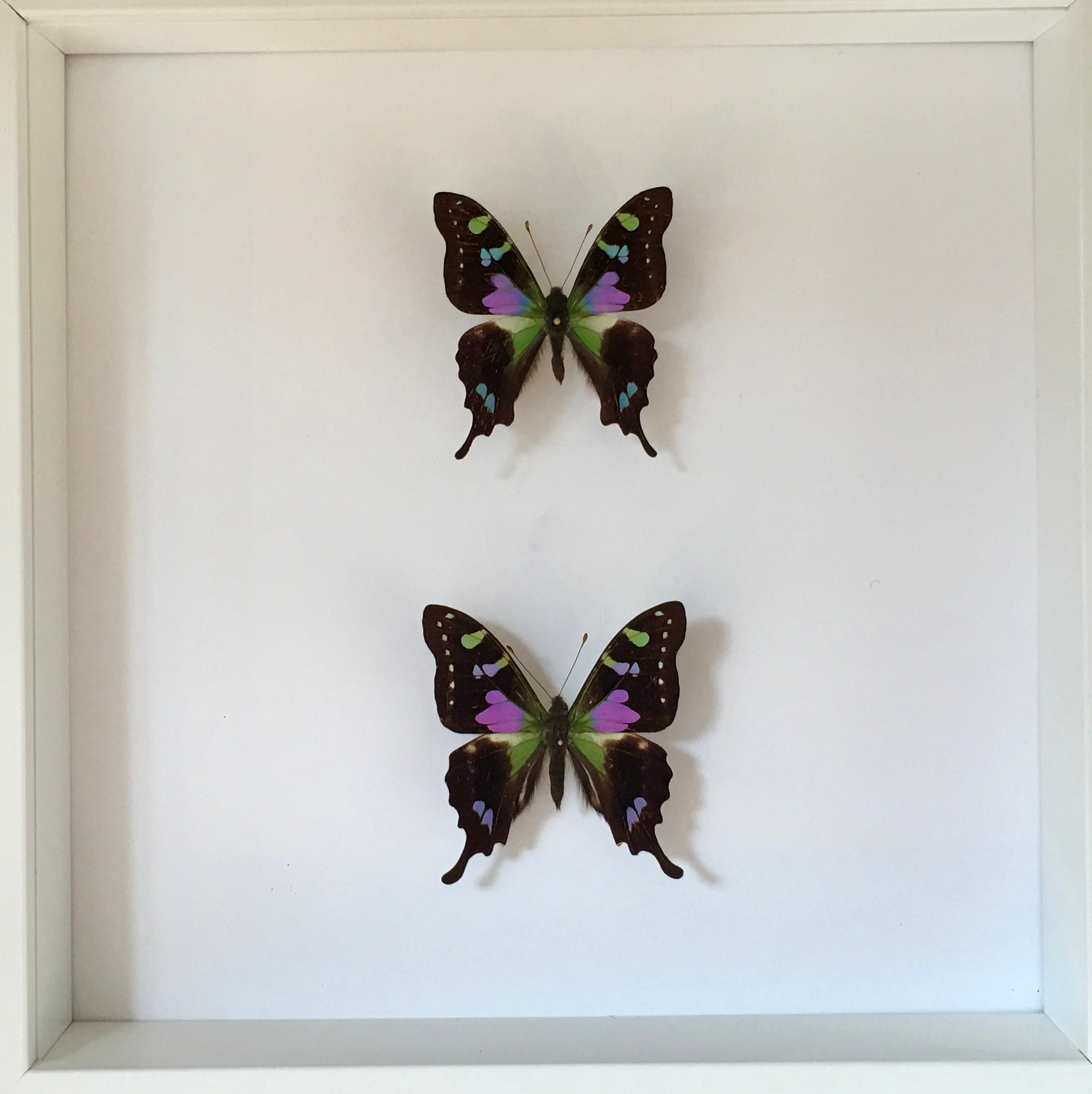 Ensemble de 2 Graphium Weiskei Nouvelle Guinée Naturalisés Sous Cadre en Bois Laqué Blanc-Décoration