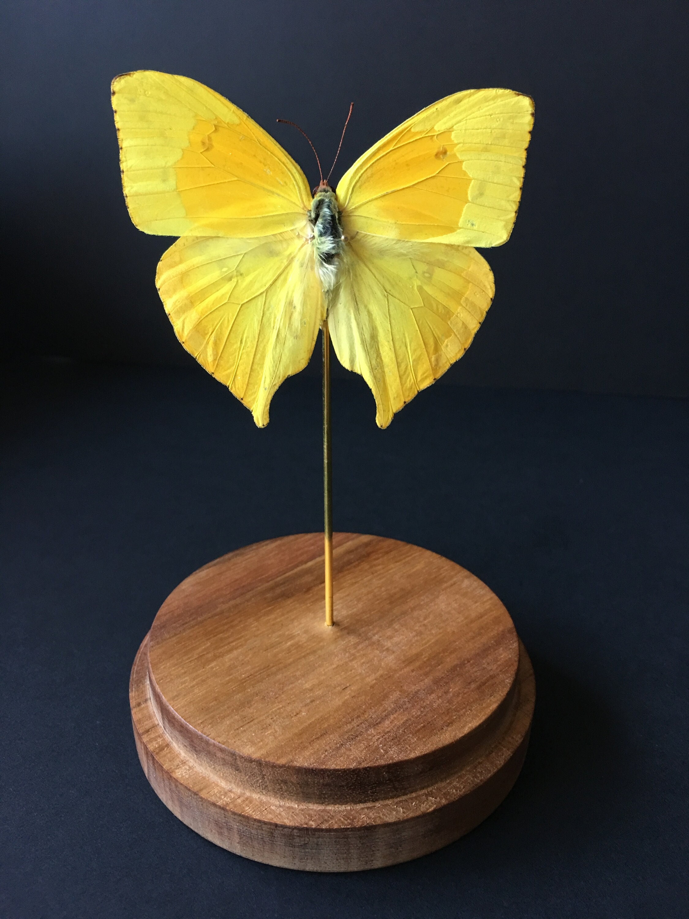 Véritable Papillon Exotique Phoebis Rurina Du Pérou Sous Globe Contemporain-Cabinet Curiosités-Cloch