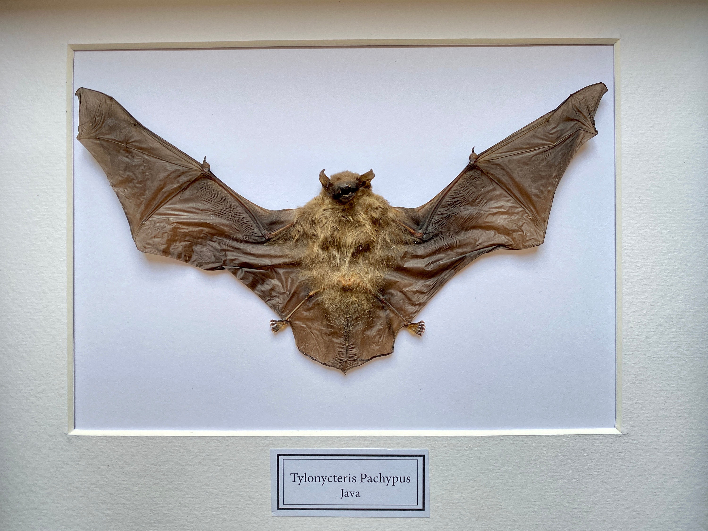 Véritable Chauve Souris Tylonycteris Pachypus de Java Naturalisée Sous Splendide Caisson Luxe en Boi
