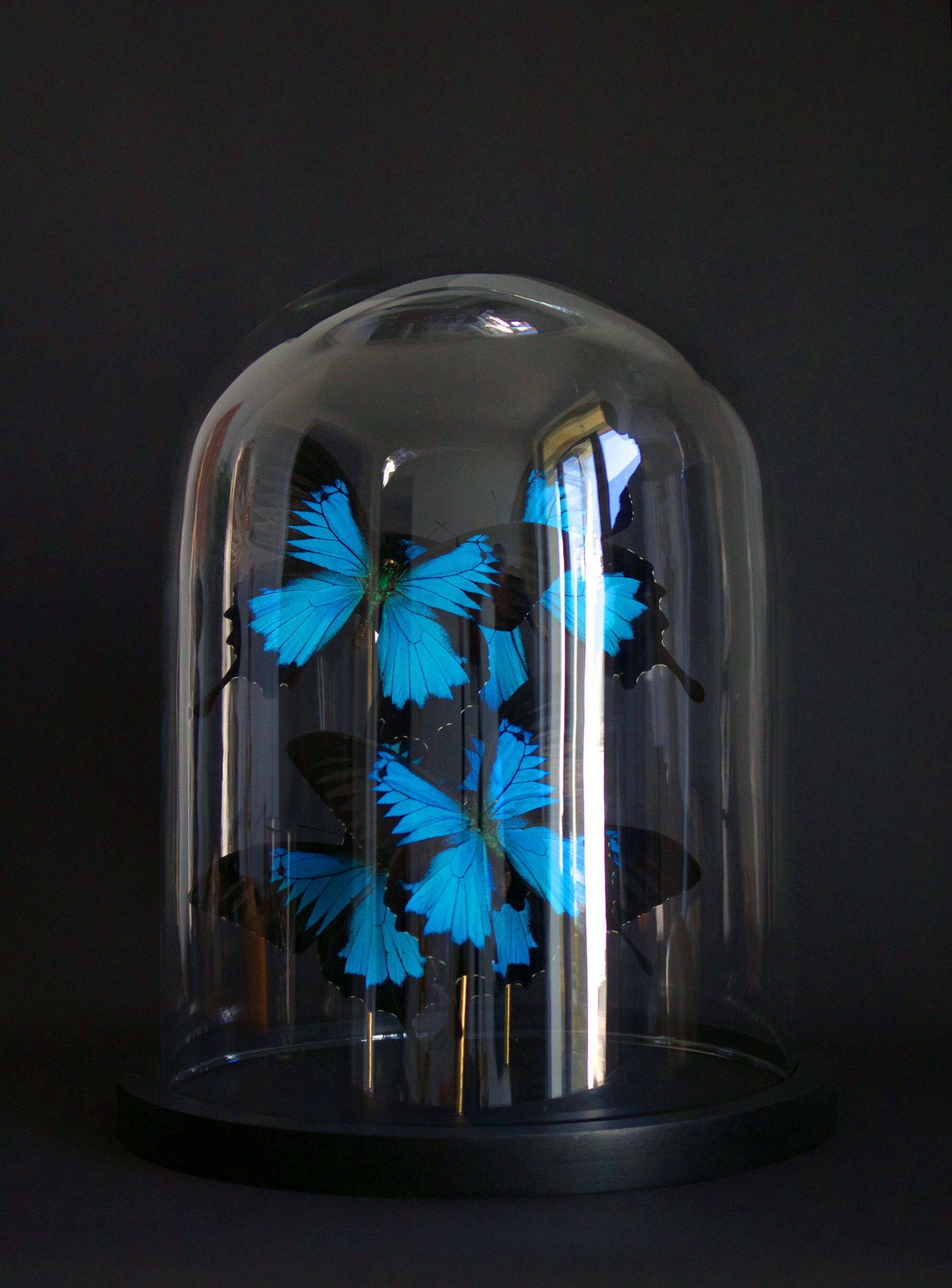 Envol de 5 Papillons Exotiques Ulysses d'indonésie Sous Globe Contemporain - Cloche Verre Cabinet Cu