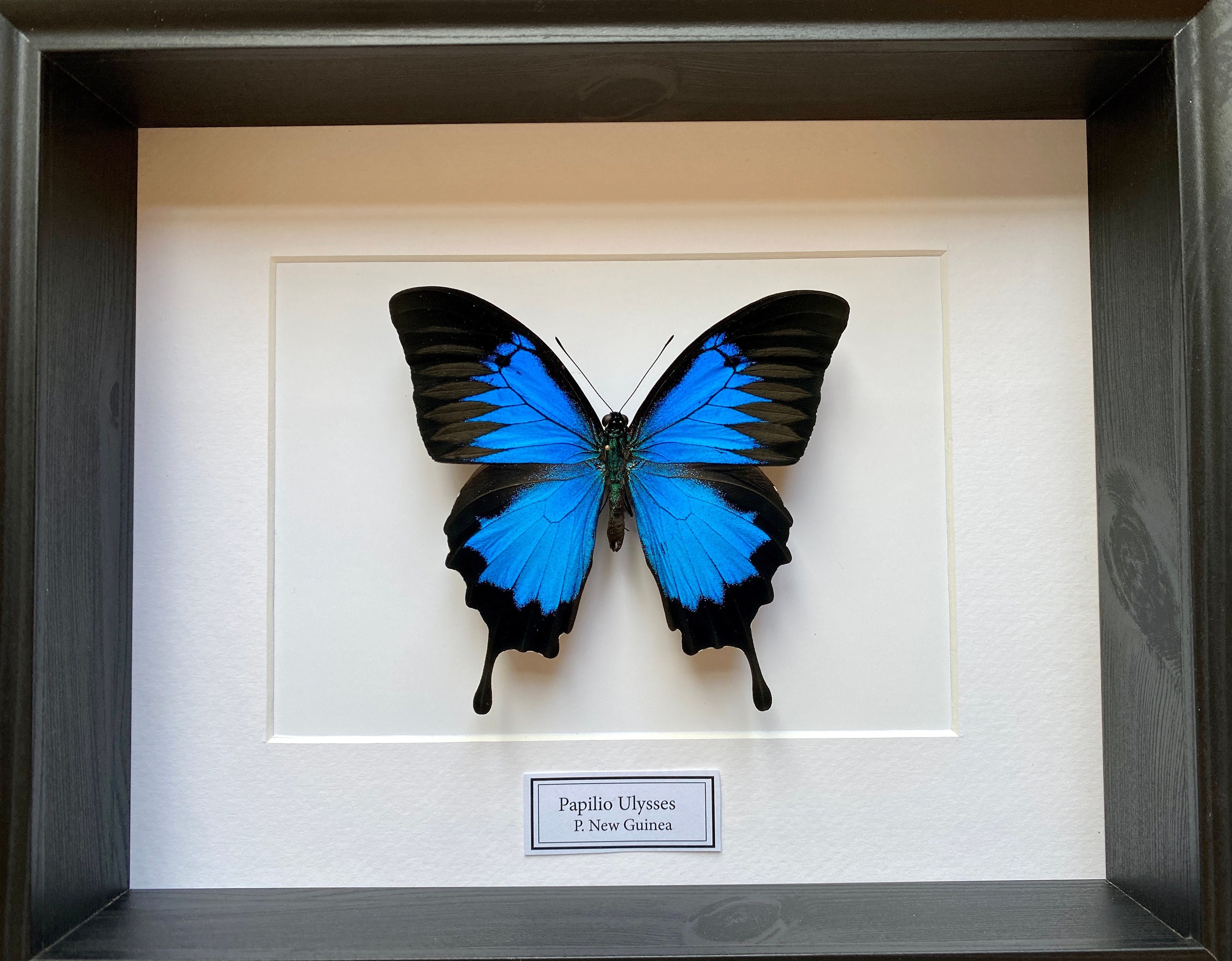 Véritable Papillon Papilio Ulysses d'indonésie - Bleu Empereur Naturalisé Sous Splendide Caisson Lux