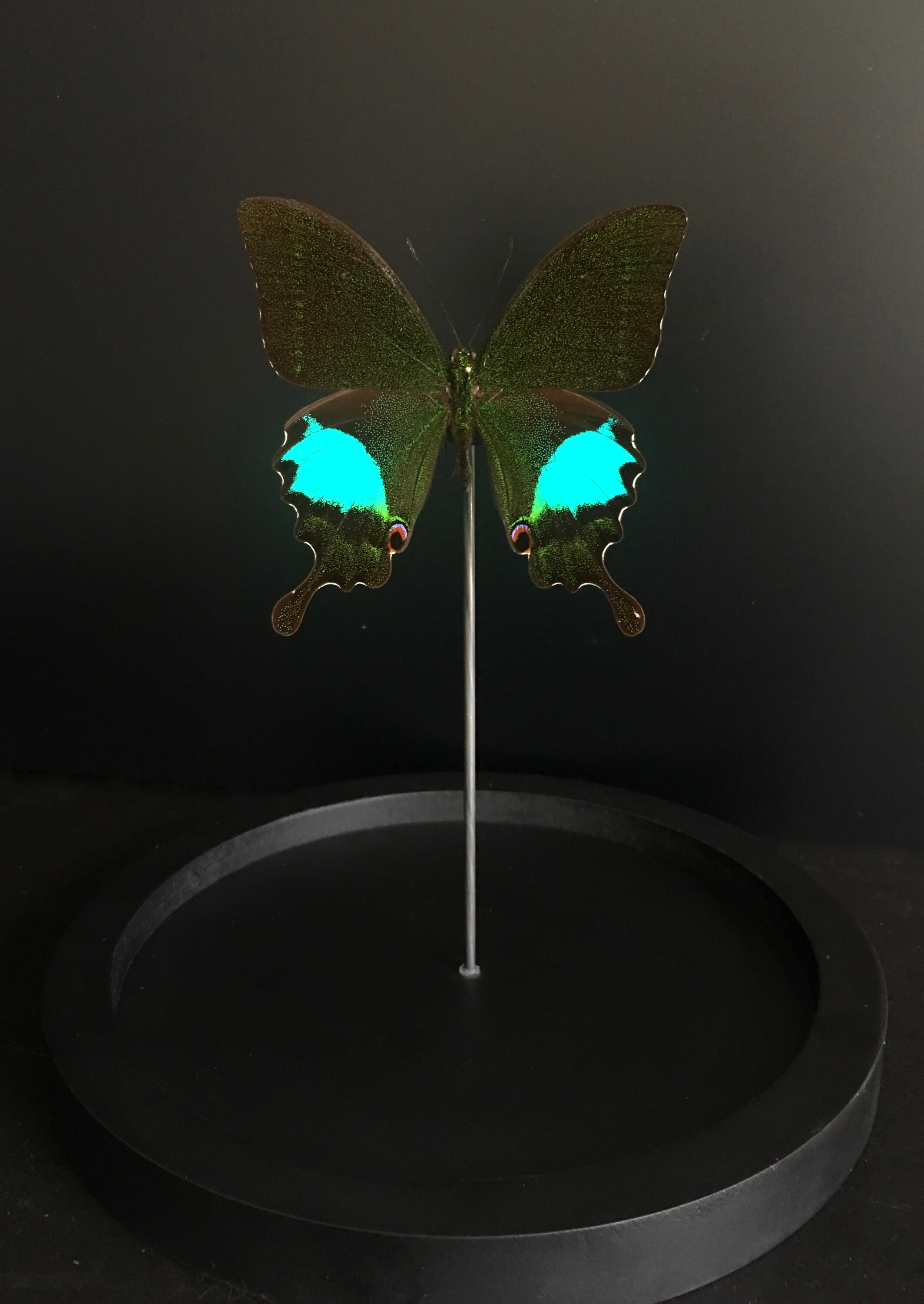 Véritable Papillon Exotique Paris Gebeensis de Java Sous Globe Contemporain-Cabinet Curiosités-Cloch