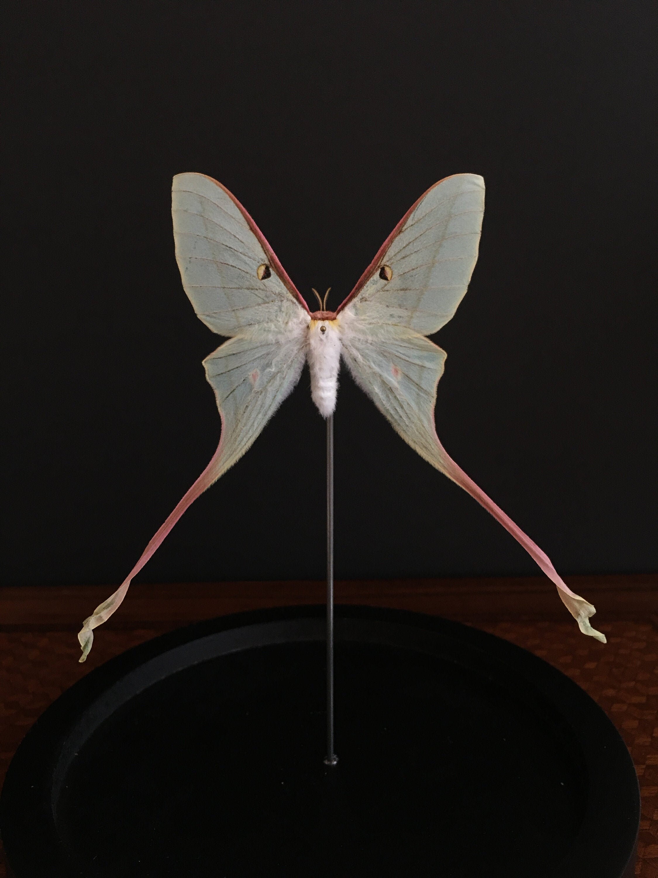 Véritable Papillon Lune Actias Dubernardi de Chine Sous Globe Contemporain-Cabinet Curiosités-Cloche