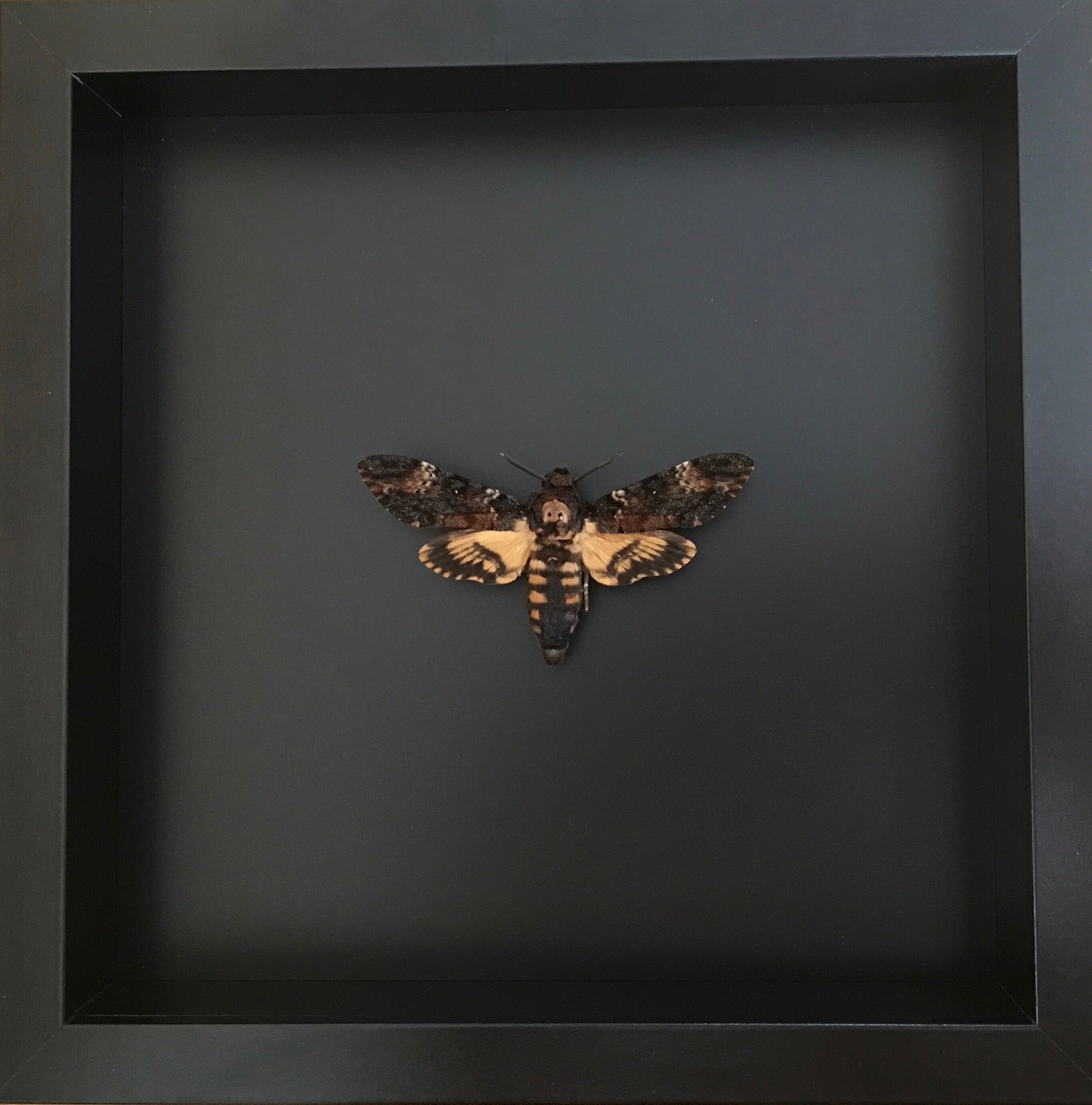 Papillon Sphinx Tête de Mort-Acherontia Atropos Naturalisé Sous Cadre en Bois Laqué Noir-Décoration 