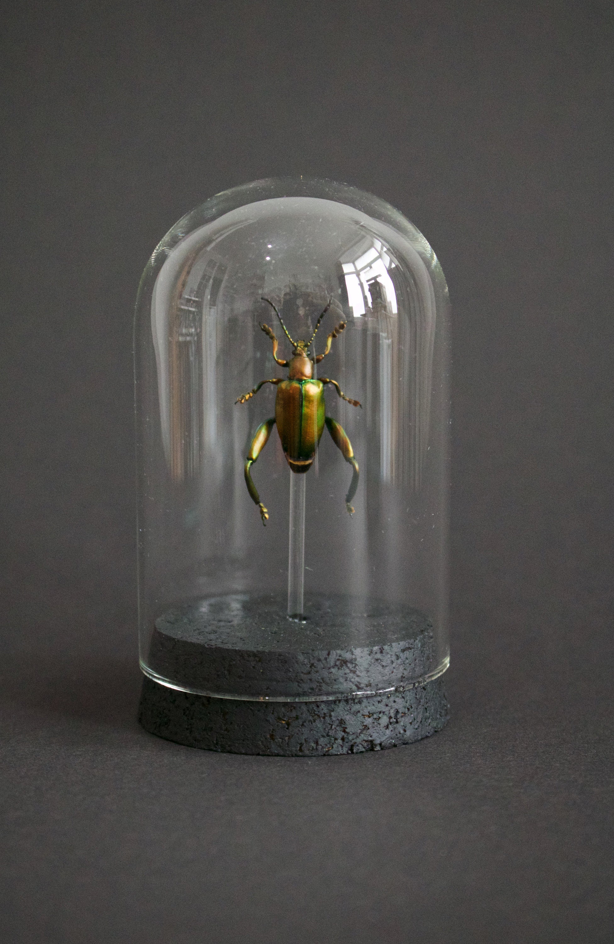 Magnifique Sagra Longicollis Rouge/Vert Sous Globe Socle Liège Noir-Best Offer- Cadeau - Anniversair