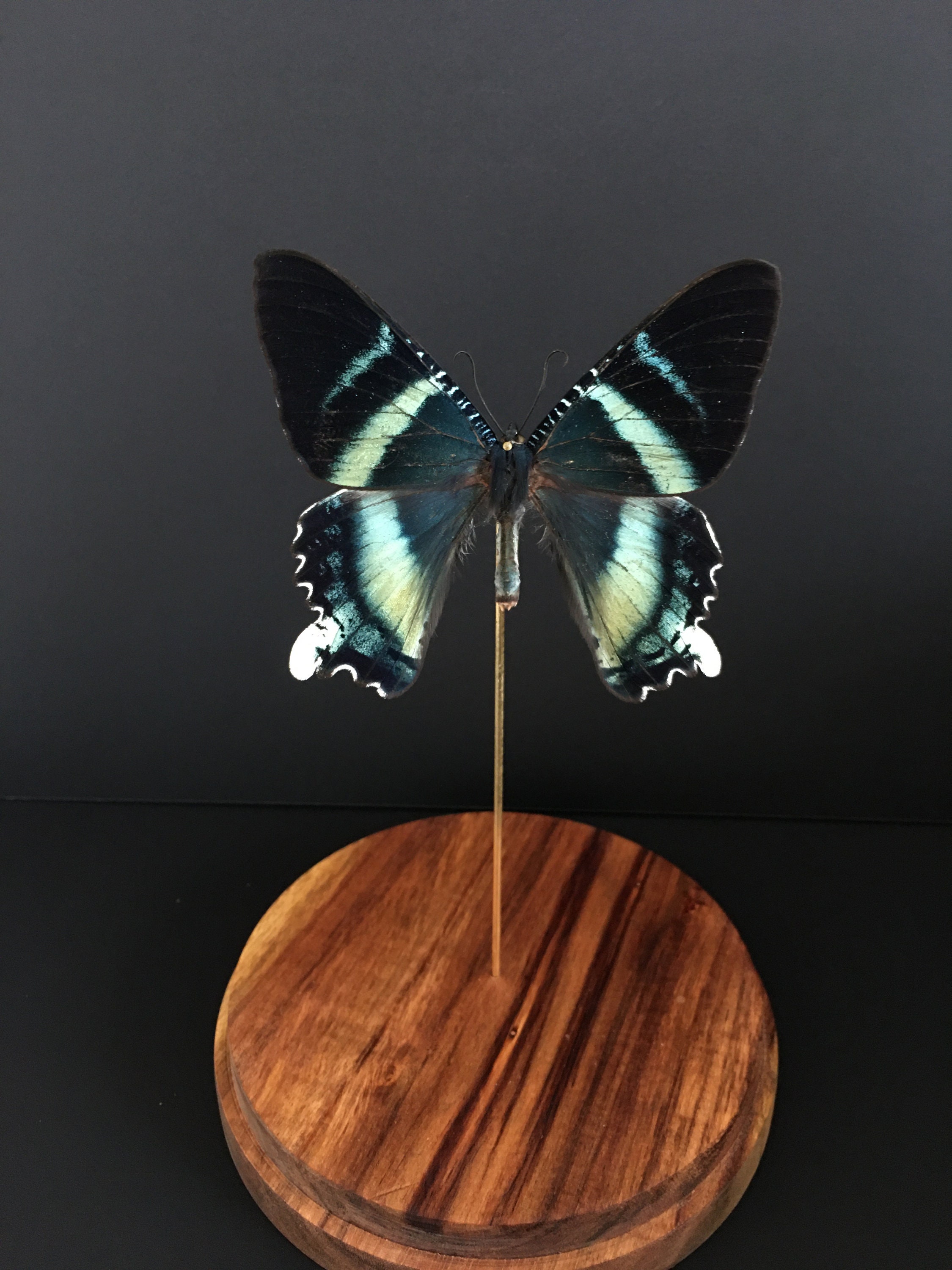 Véritable Papillon Exotique Alcides Agathyrsus de Nouvelle Guinée Sous Globe Contemporain-Cabinet Cu