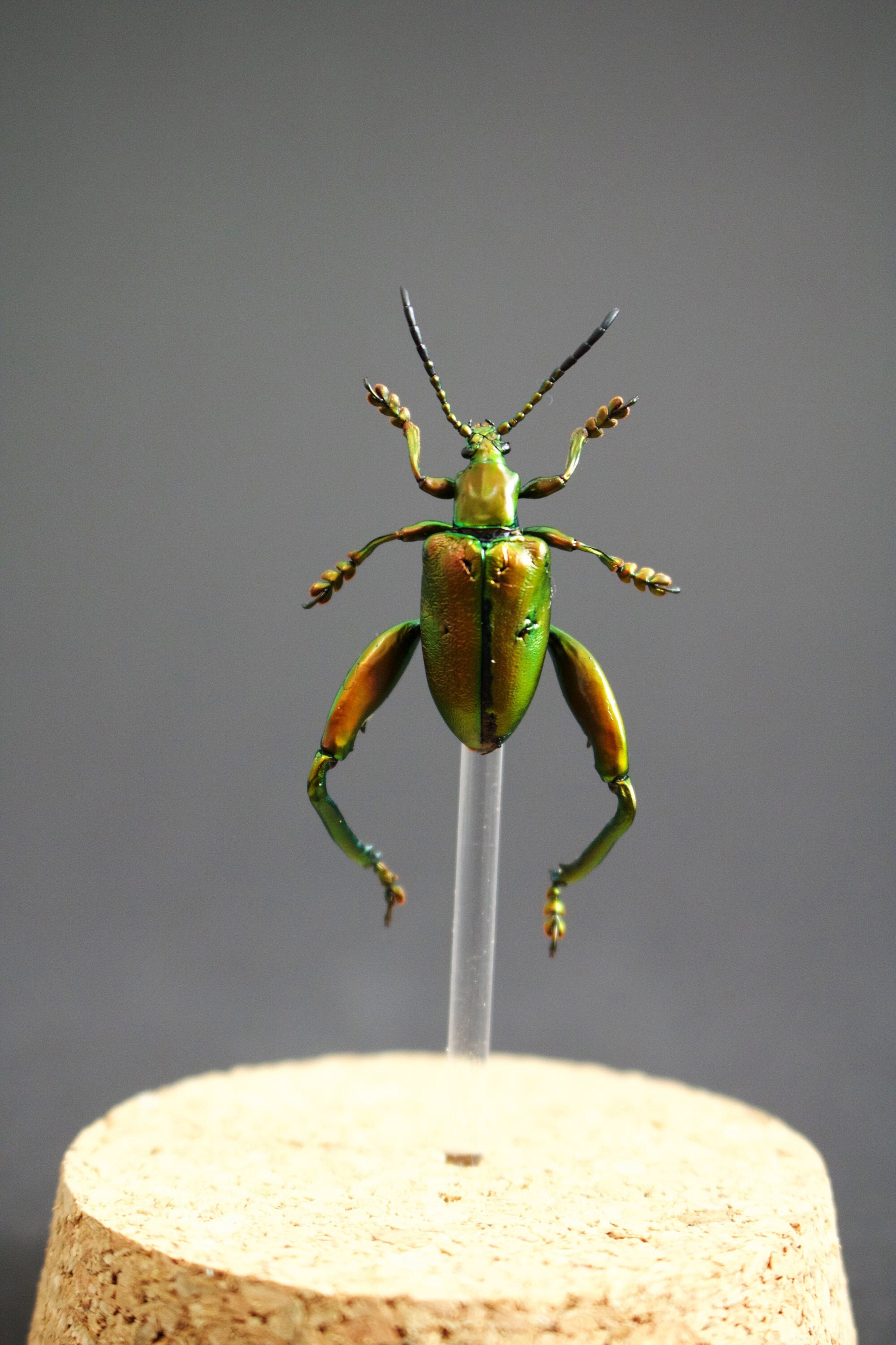 Magnifique Sagra Longicollis Rouge/Vert Sous Globe Socle Liège Naturel -Best Offer-Cadeau-Anniversai