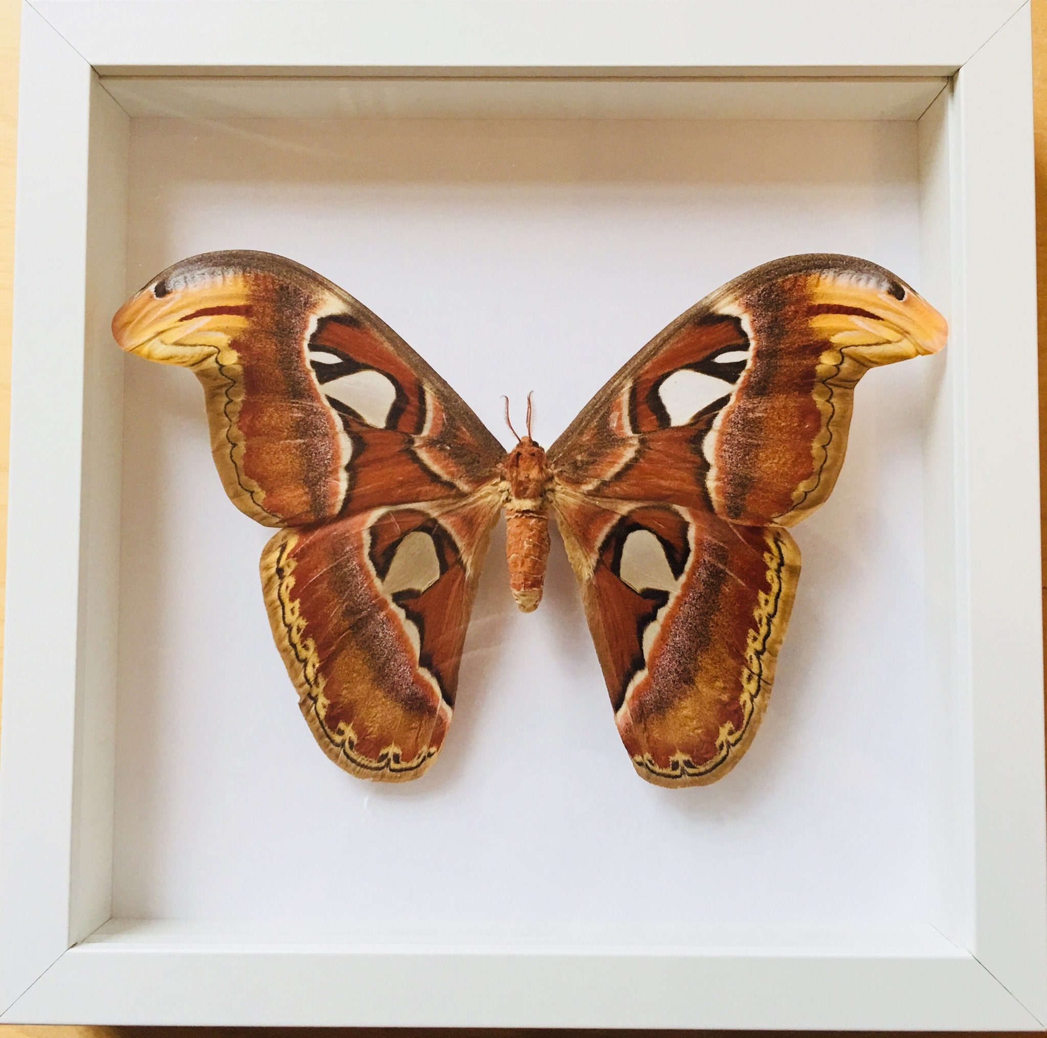 Véritable Papillon Géant Attacus Atlas ou Papillon Cobra - Envergure 21, 5 cm
