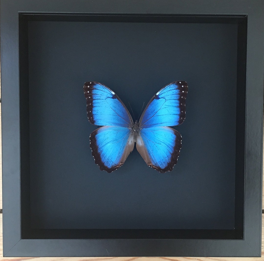 Butterfly Collector Morpho Peleides From Colombia Naturalized Etsy