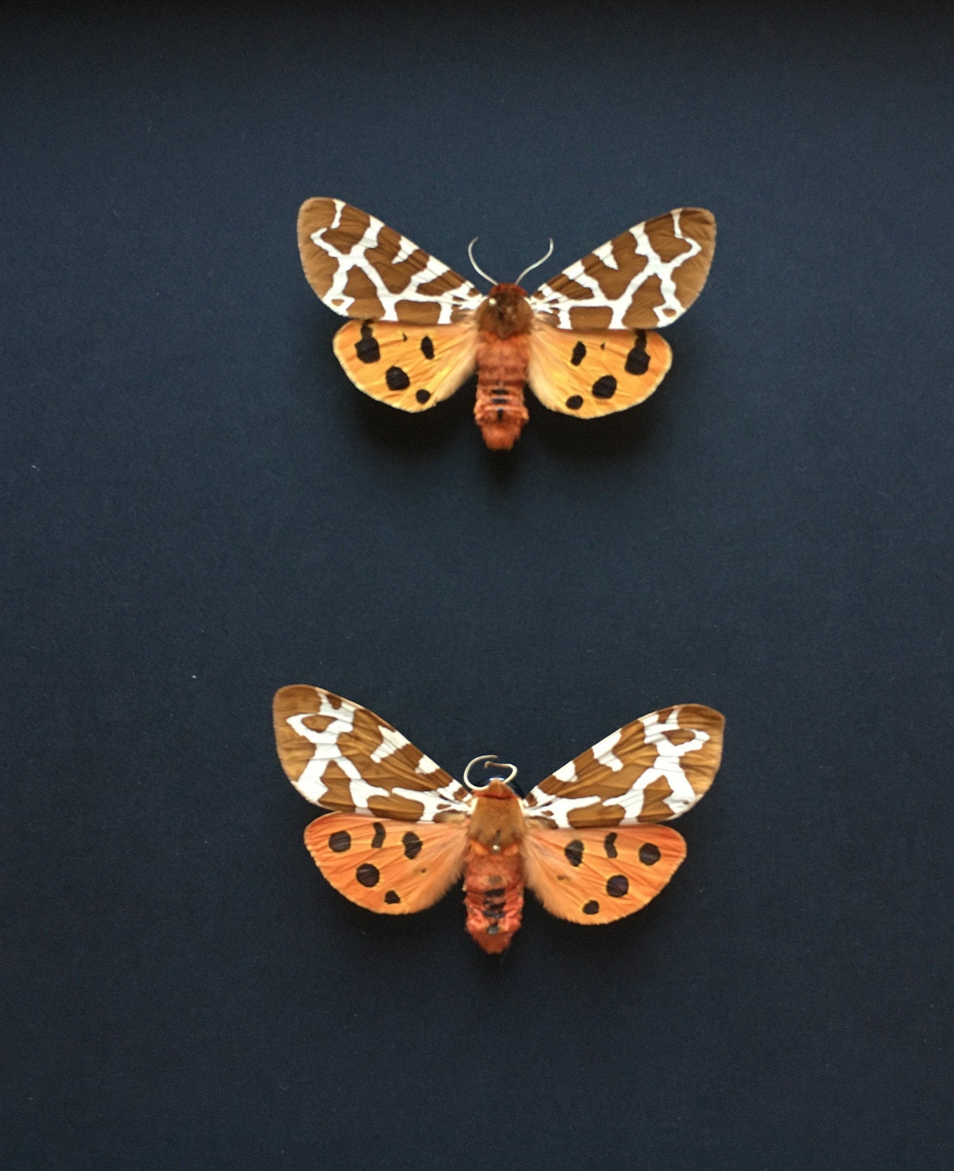 Ensemble de 2 Véritables Papillons Arctia Caja d'amérique Naturalisés Sous Cadre en Bois Laqué Noir-