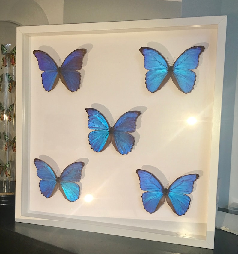 Troides Brookiana naturalized in large white lacquered wooden frame Beautiful composition of 5 Butterfly Morpho Didius the Giants Blue