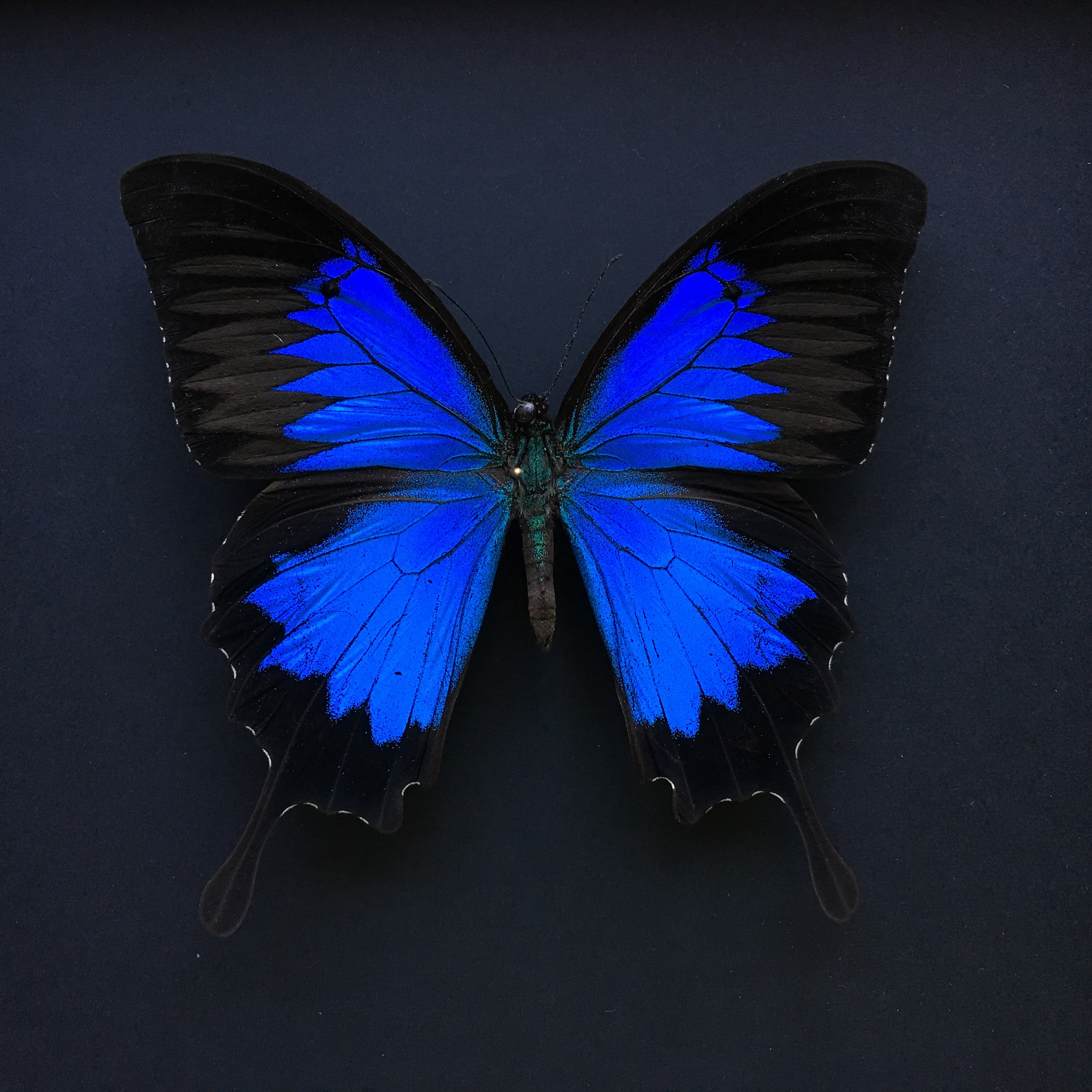 Blue Butterfly on Black Background - Etsy