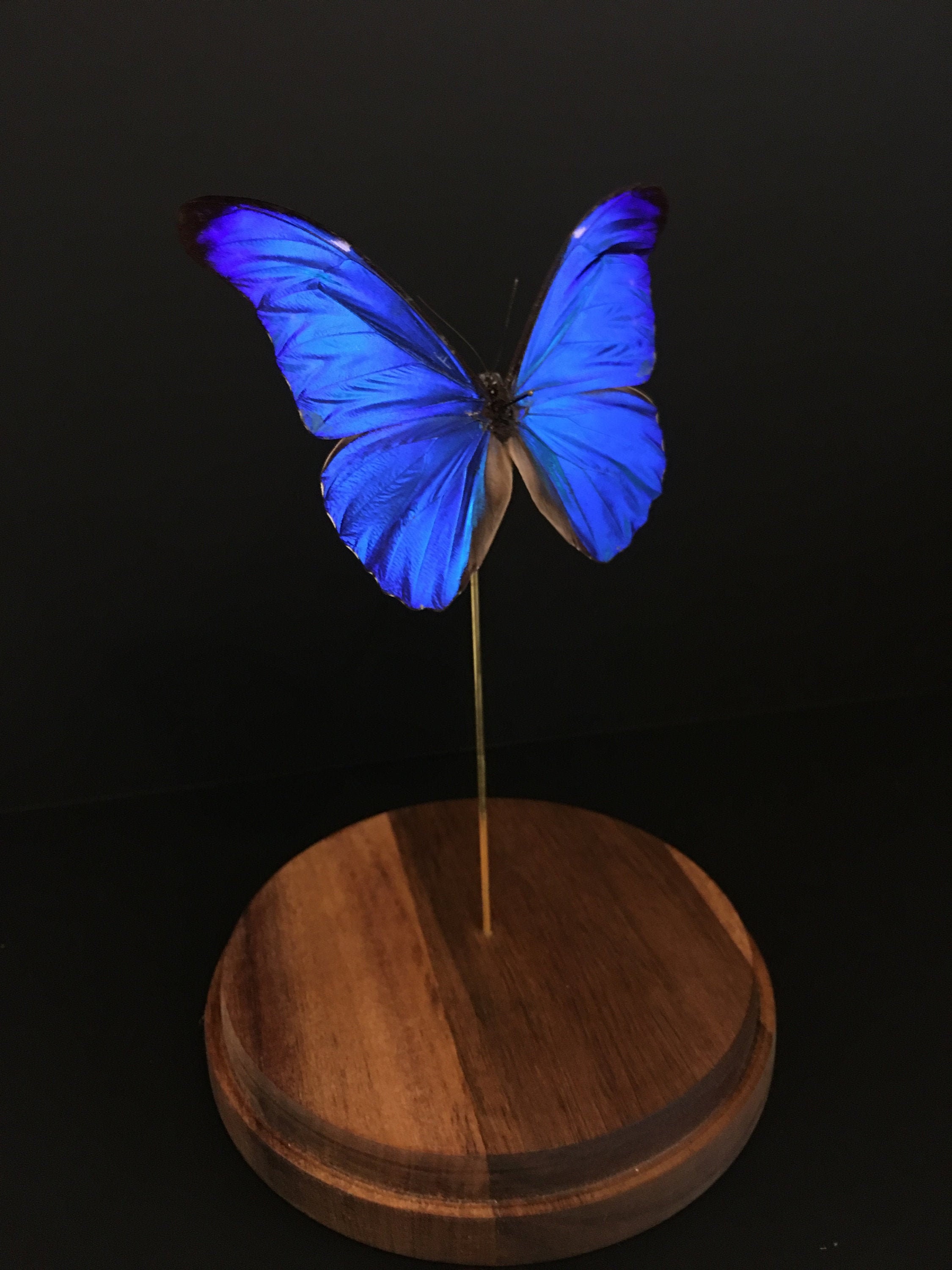 Splendide Papillon Exotique Morpho Rethenor de Guyane Sous Globe Contemporain-Cabinet Curiosité-Cloc